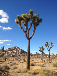 Joshua Tree National Park Mojave Desert, California